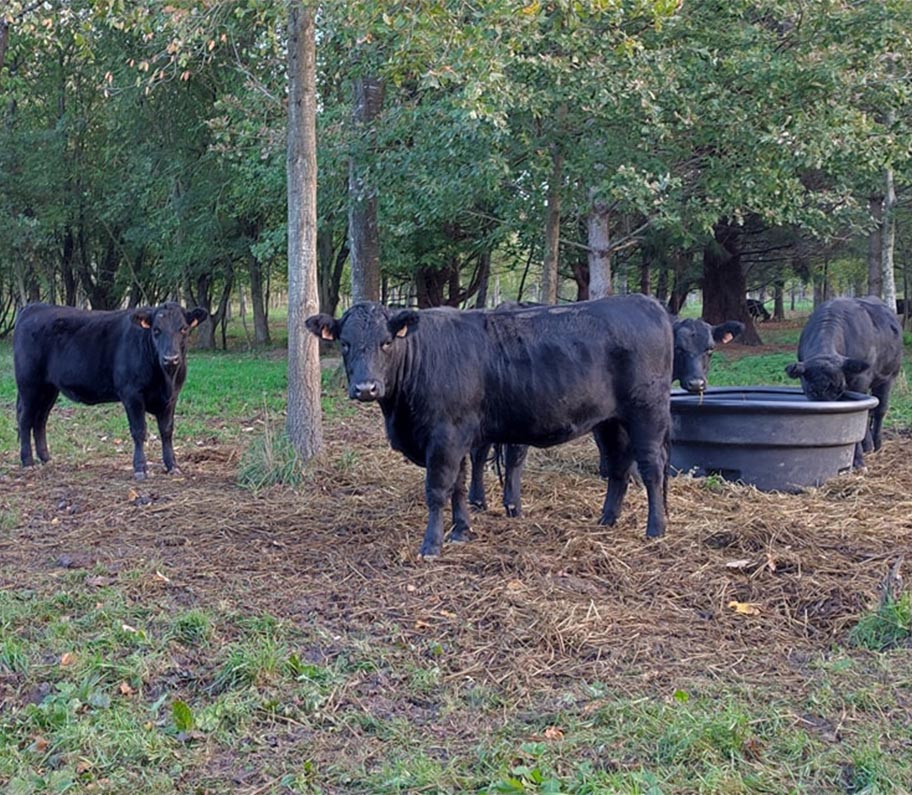 Vous aimez la viande de qualité ?