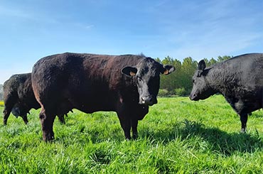 Élevage de bœufs Angus